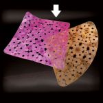 Immagine di TAPPETO DOCCIA CM 52X52 ANTISCIVOLO COLORATO LAMAPLA